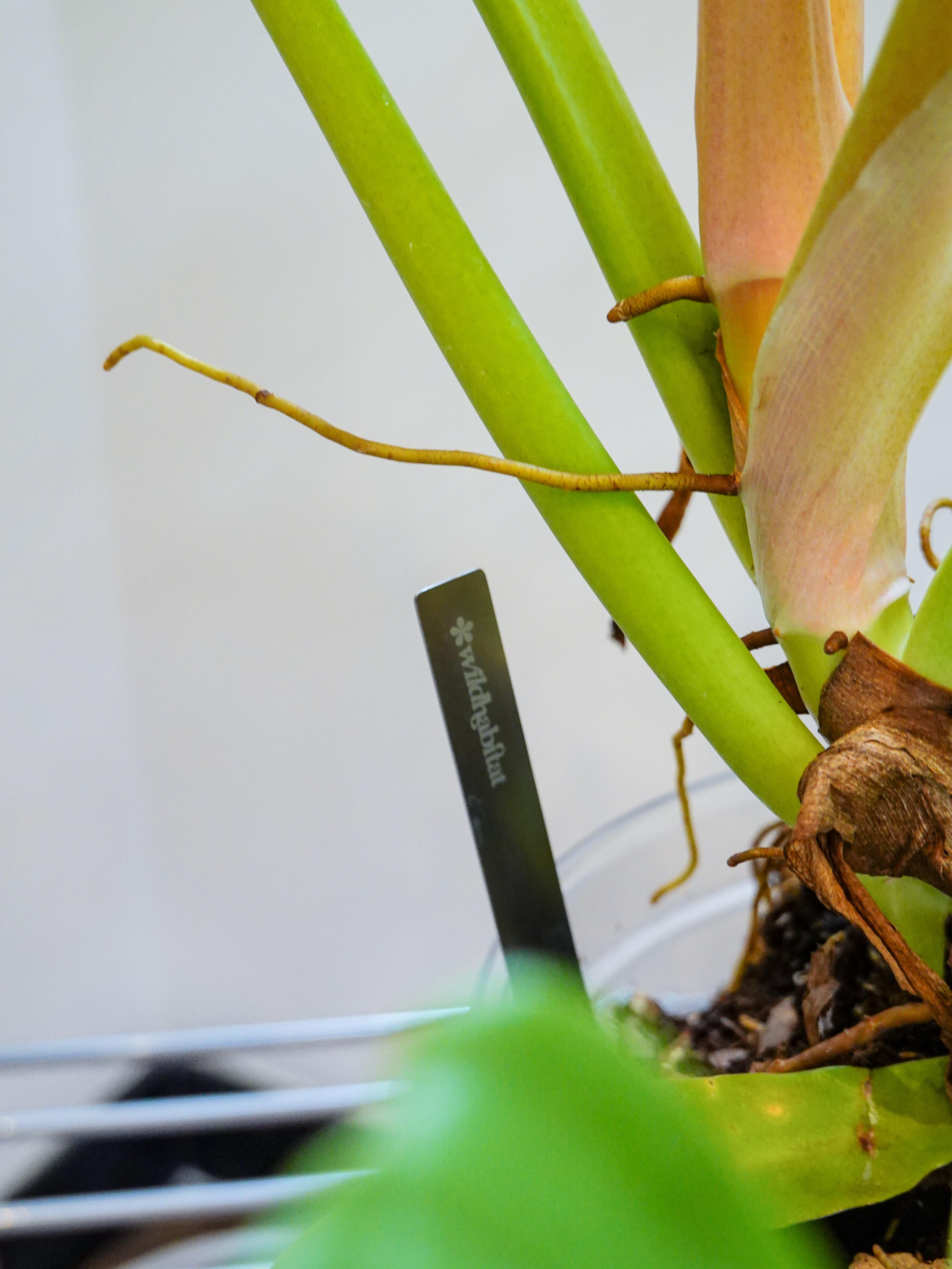 Philodendron Golden Crocodile