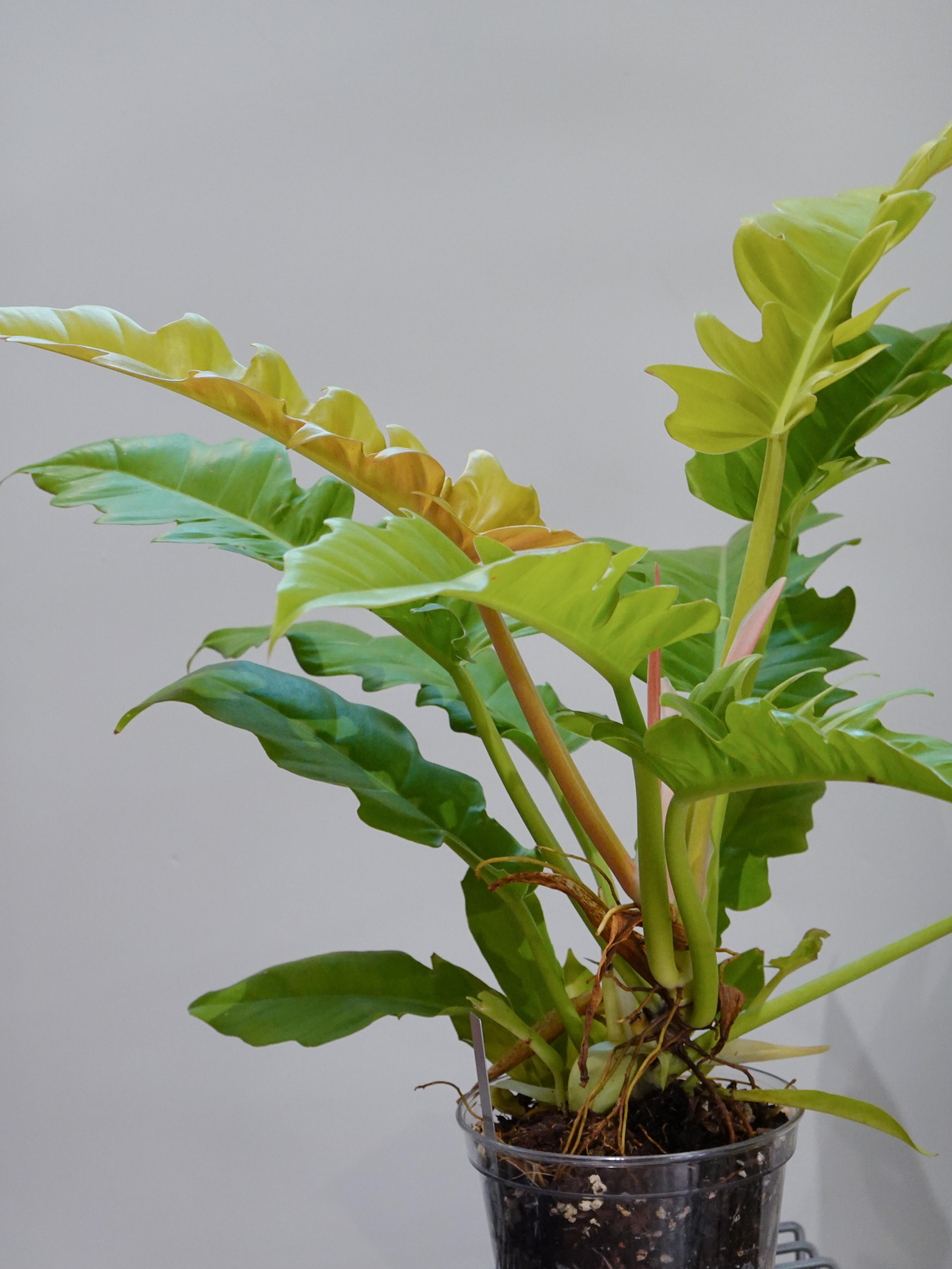 Philodendron_Golden_Crocodile