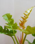 Philodendron Golden Crocodile with golden wavy leaves