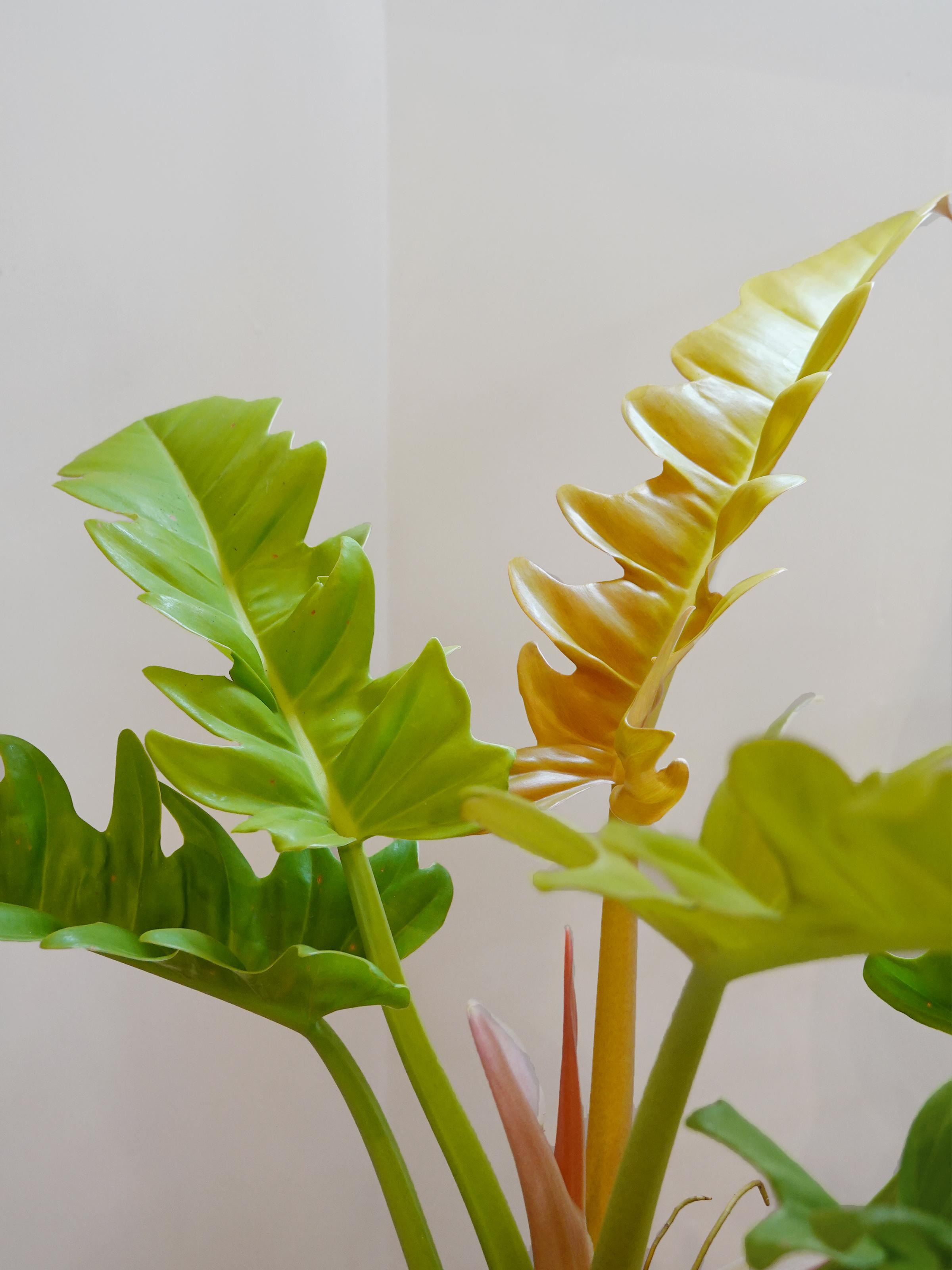 Philodendron Golden Crocodile