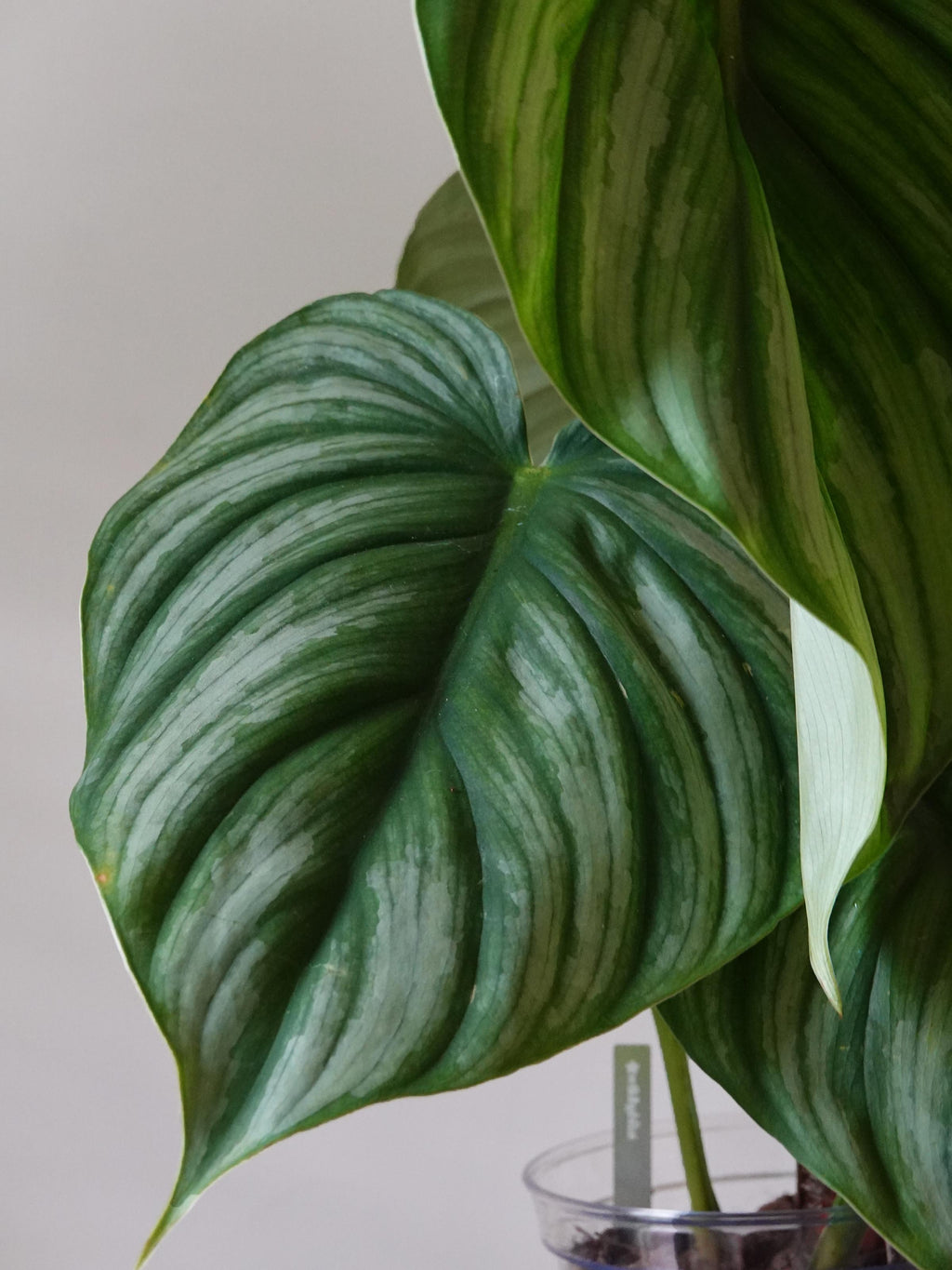 Philodendron Plowmanii