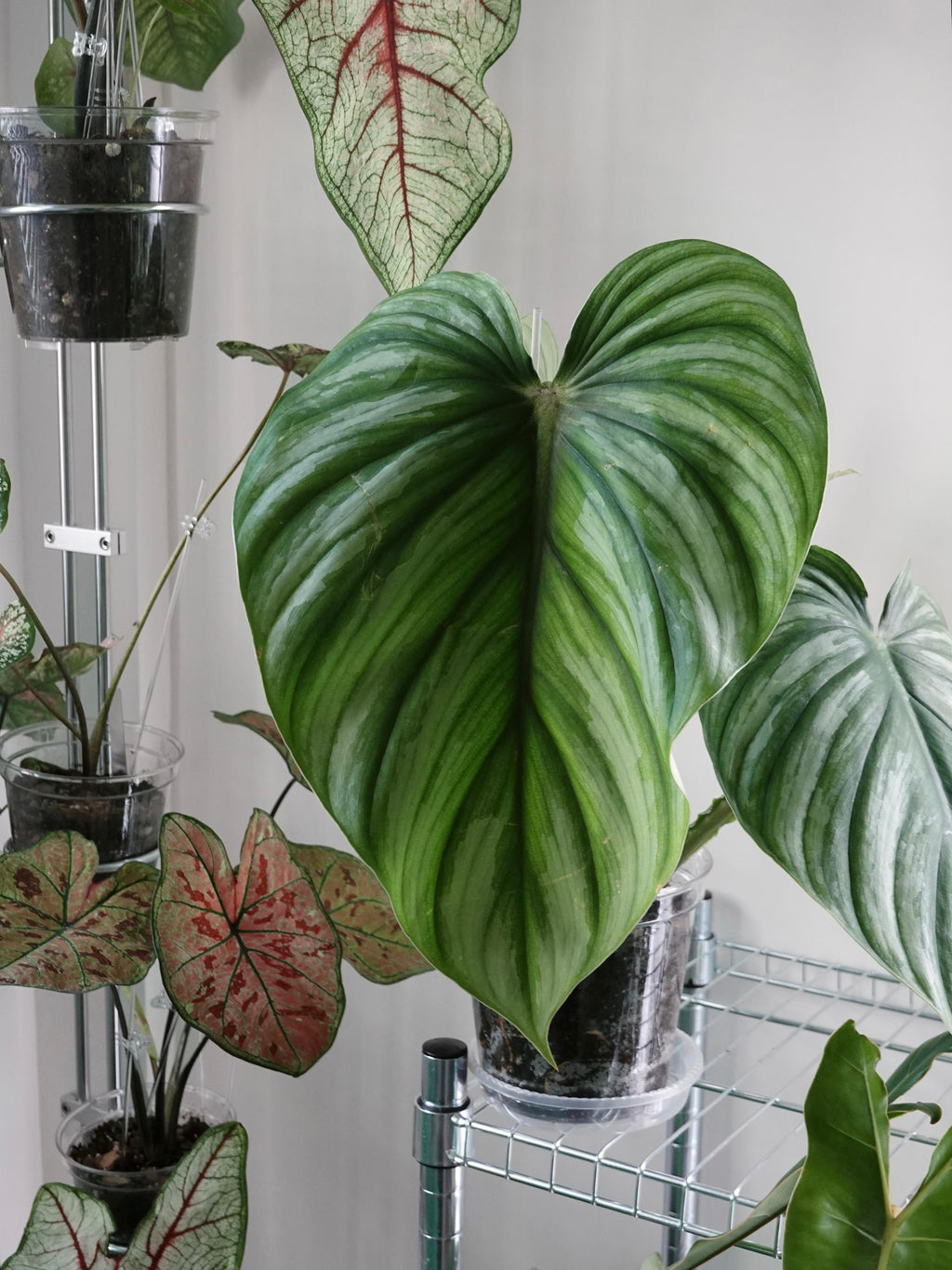 Philodendron Plowmanii