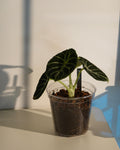 Alocasia Ninja with dark green velvety leaves