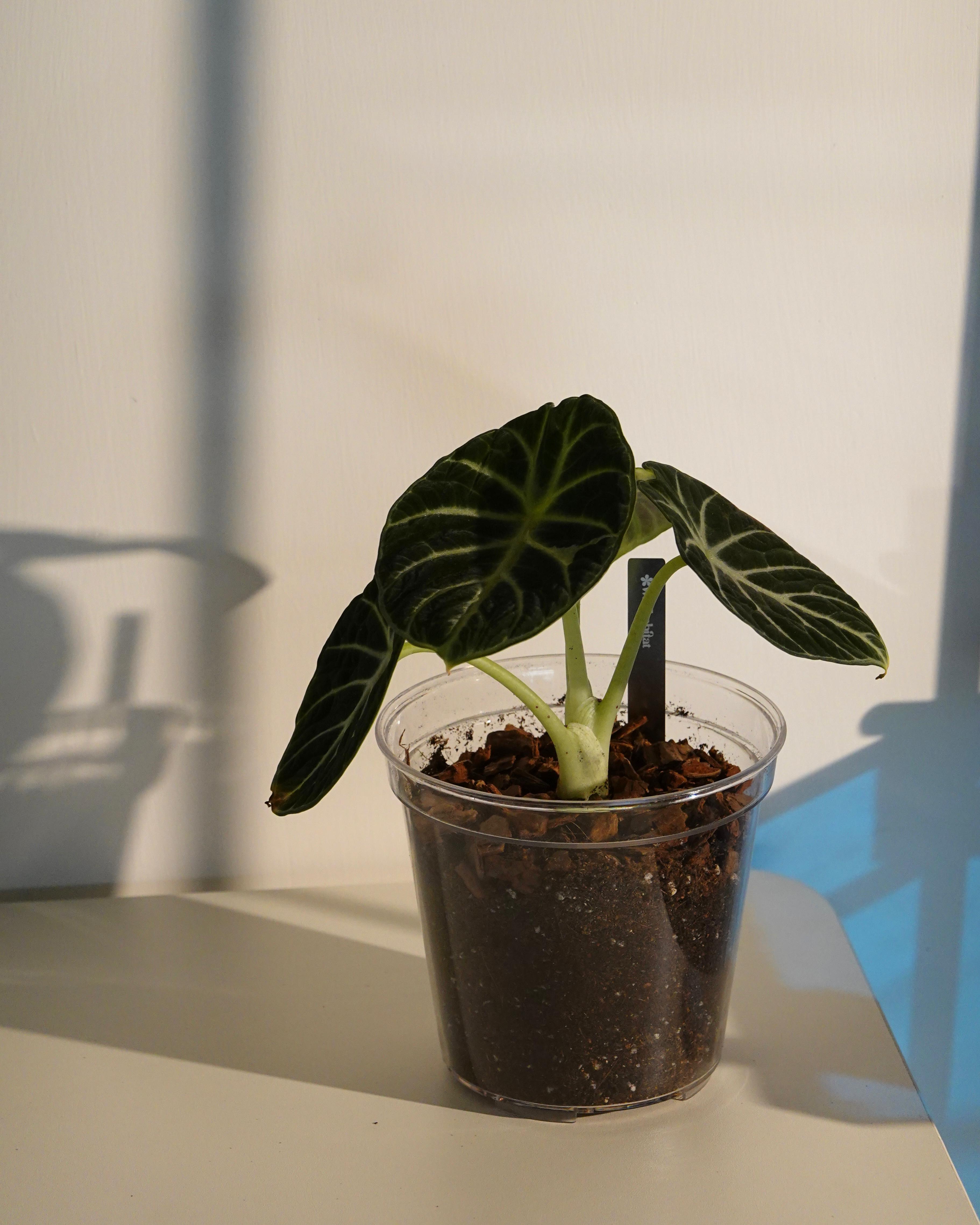 Alocasia Ninja with dark green velvety leaves