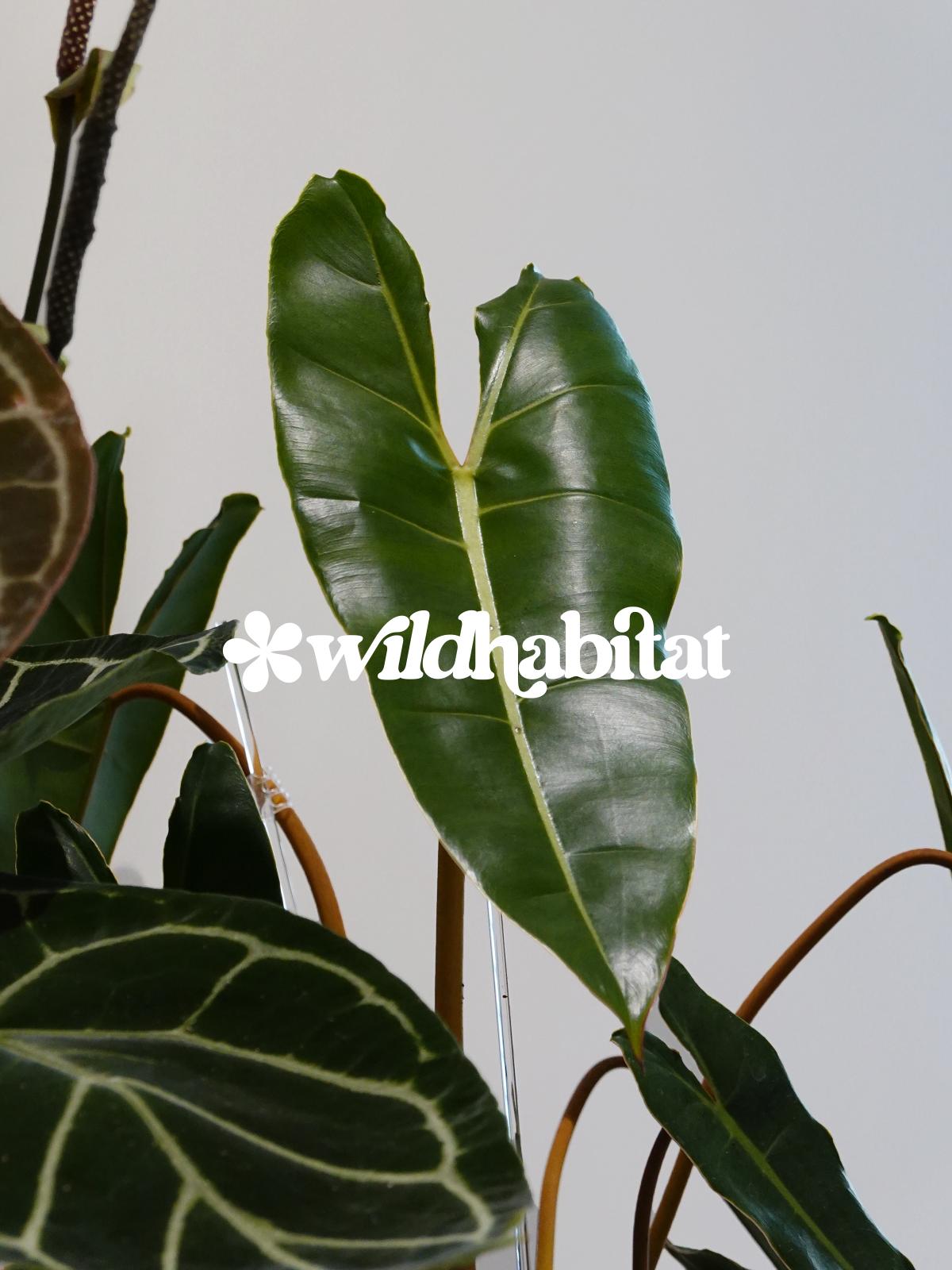 Wild Habitat Plant Club